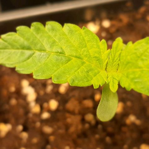 Royal gorillia  growlog timeline photo