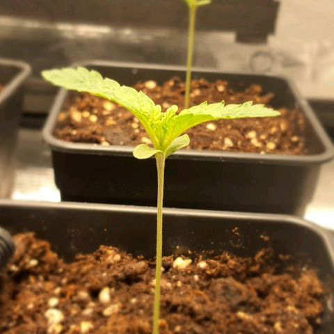 Royal gorillia  growlog timeline photo
