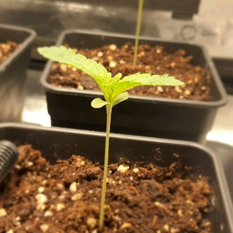 Royal gorillia  growlog timeline photo