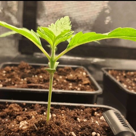 Royal gorillia  growlog timeline photo