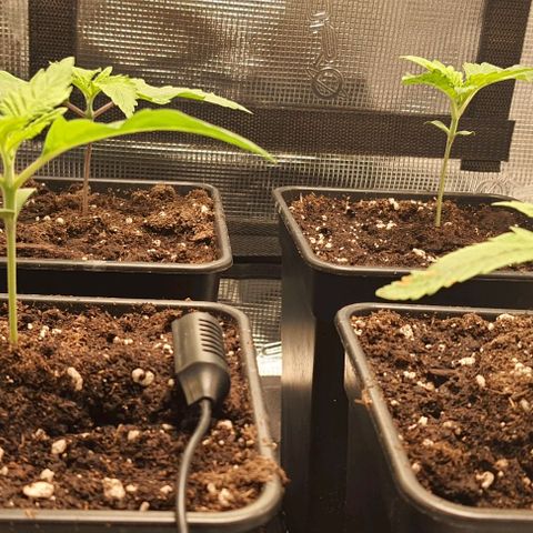 Royal gorillia  growlog timeline photo