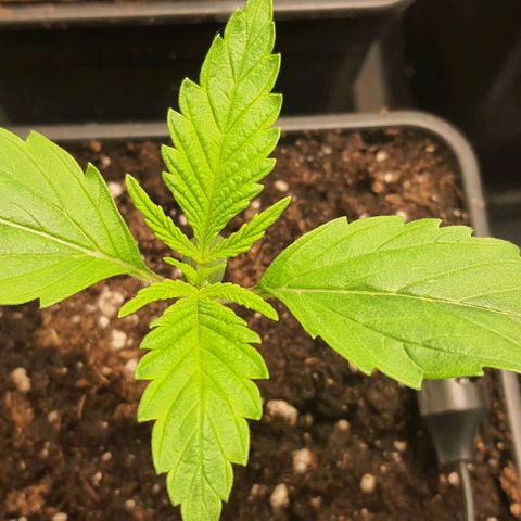 Royal gorillia  growlog timeline photo