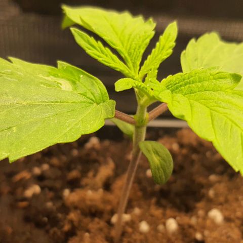 Royal gorillia  growlog timeline photo