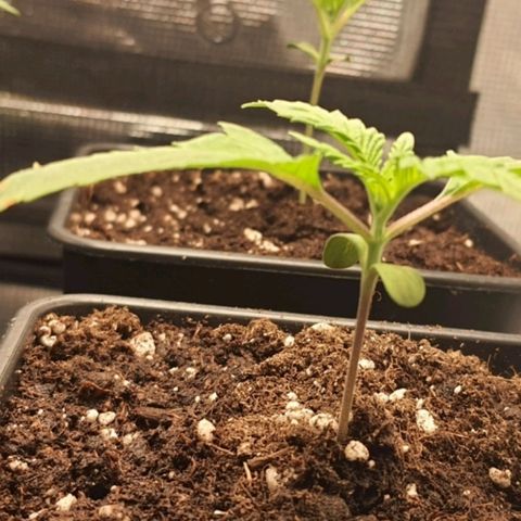 Royal gorillia  growlog timeline photo