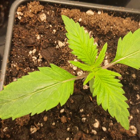 Royal gorillia  growlog timeline photo