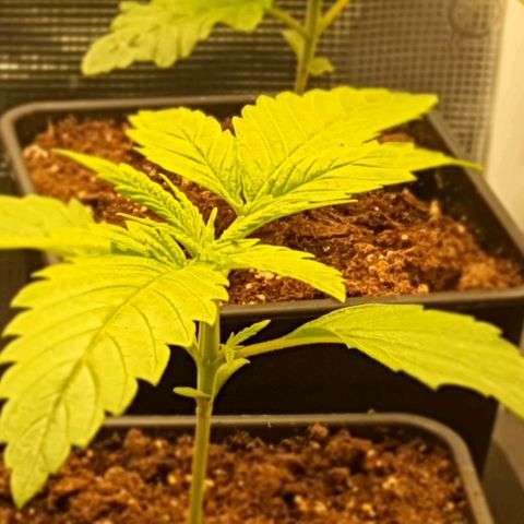 Royal gorillia  growlog timeline photo