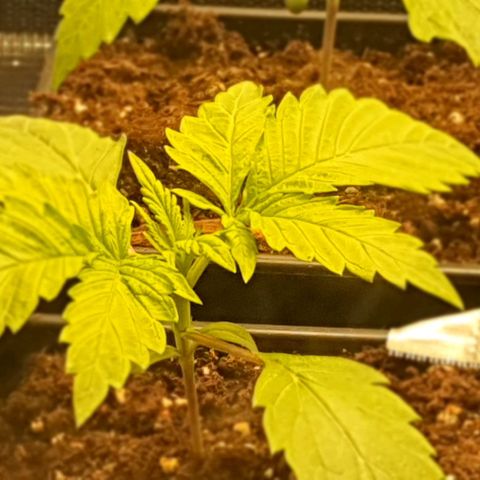 Royal gorillia  growlog timeline photo
