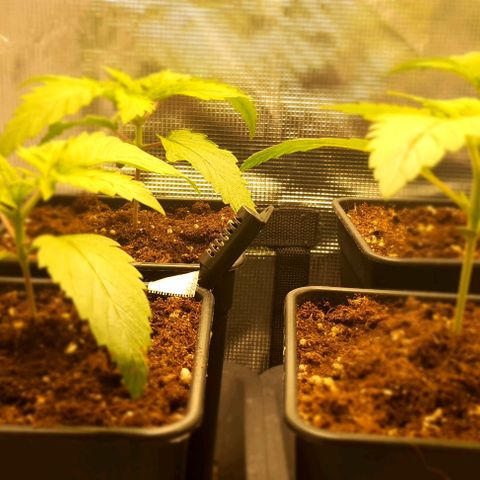 Royal gorillia  growlog timeline photo