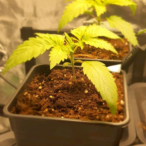 Royal gorillia  growlog timeline photo