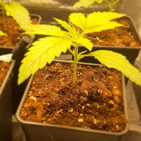 Royal gorillia  growlog timeline photo