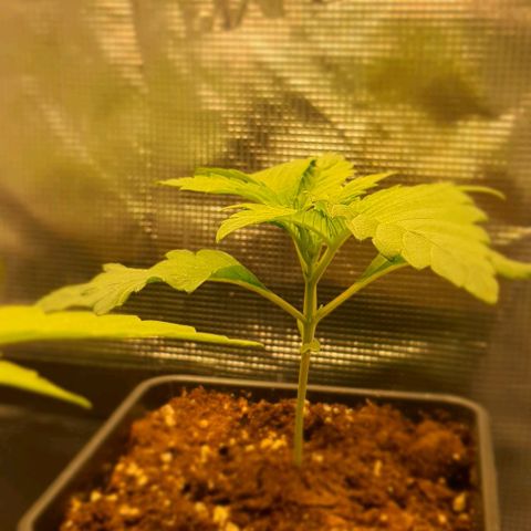 Royal gorillia  growlog timeline photo