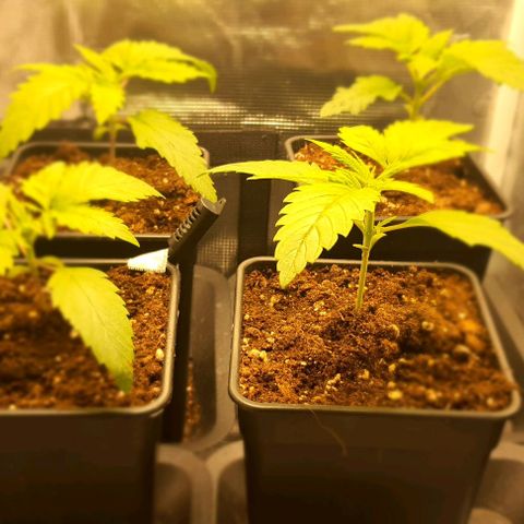 Royal gorillia  growlog timeline photo