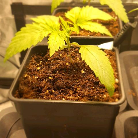 Royal gorillia  growlog timeline photo