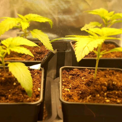 Royal gorillia  growlog timeline photo
