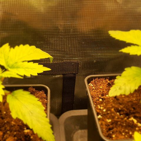 Royal gorillia  growlog timeline photo