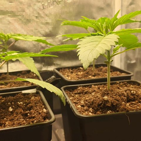 Royal gorillia  growlog timeline photo