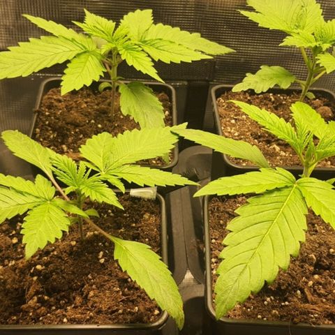 Royal gorillia  growlog timeline photo