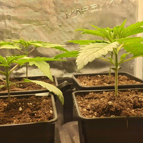 Royal gorillia  growlog timeline photo