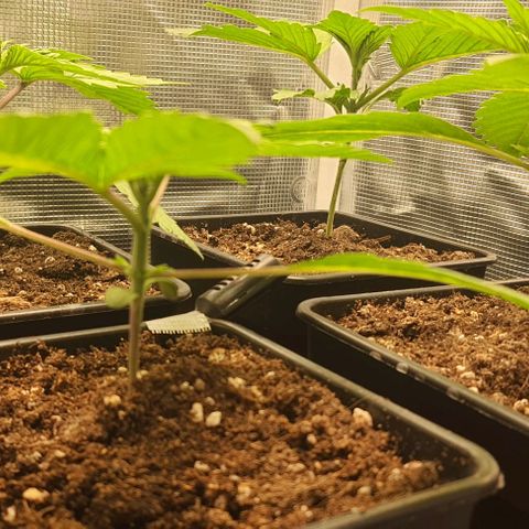 Royal gorillia  growlog timeline photo