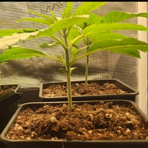 Royal gorillia  growlog timeline photo