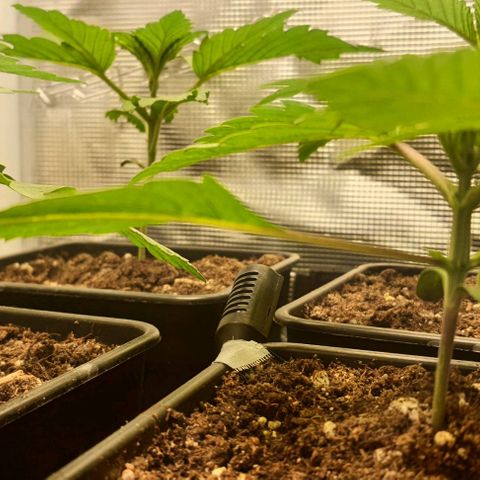 Royal gorillia  growlog timeline photo