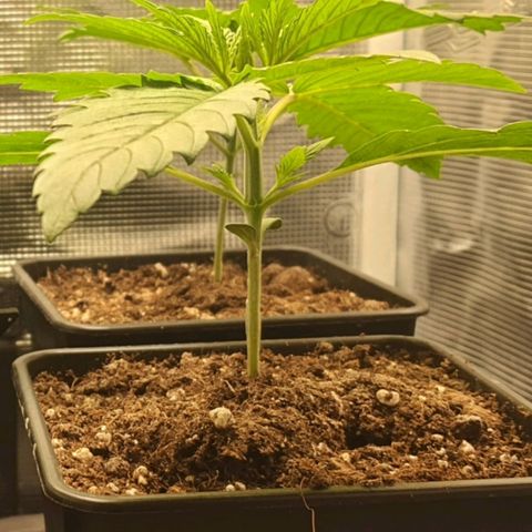 Royal gorillia  growlog timeline photo