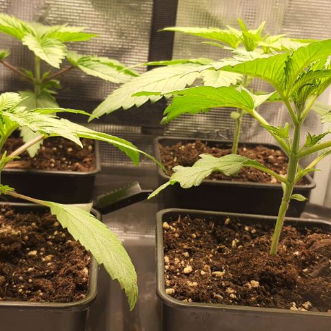 Royal gorillia  growlog timeline photo