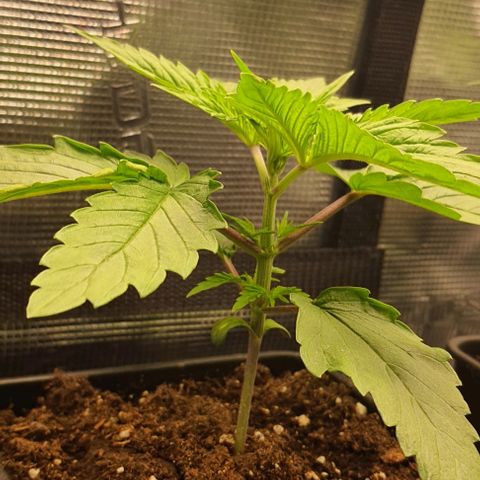 Royal gorillia  growlog timeline photo