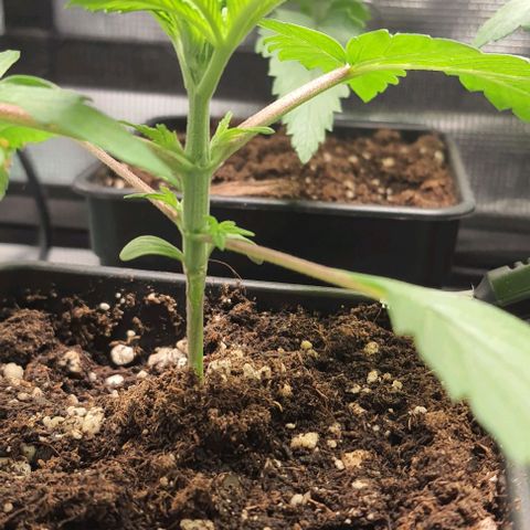 Royal gorillia  growlog timeline photo