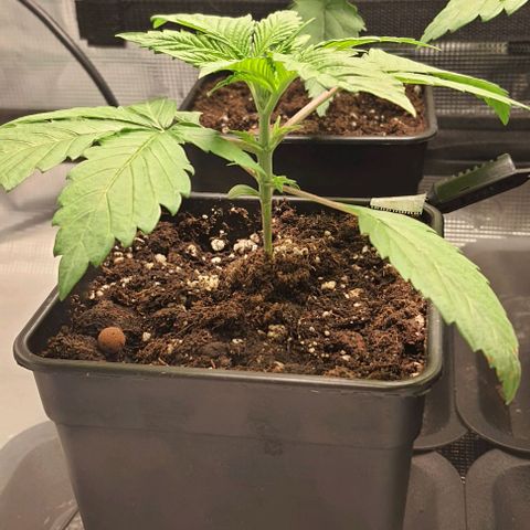 Royal gorillia  growlog timeline photo