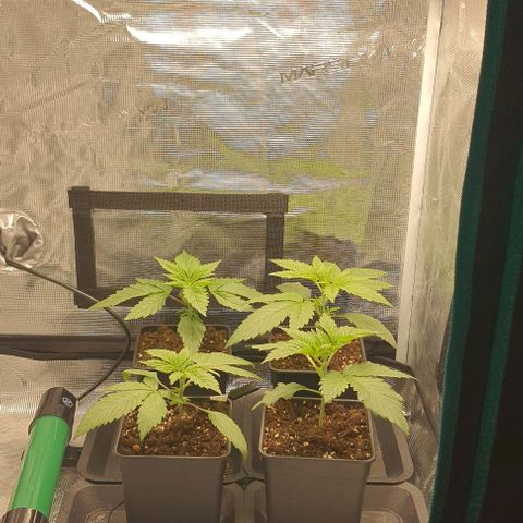 Royal gorillia  growlog timeline photo