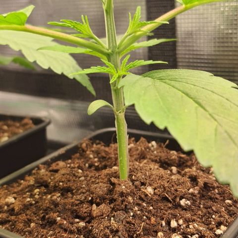 Royal gorillia  growlog timeline photo