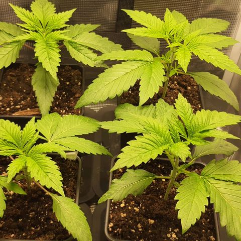 Royal gorillia  growlog timeline photo