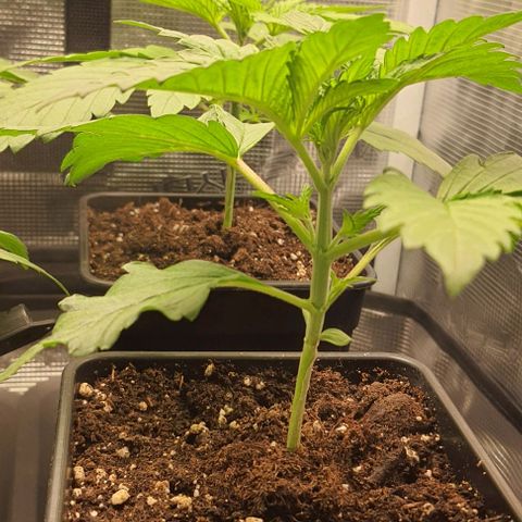 Royal gorillia  growlog timeline photo