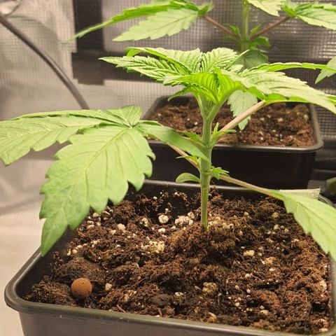 Royal gorillia  growlog timeline photo
