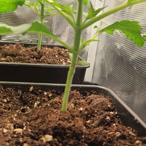 Royal gorillia  growlog timeline photo