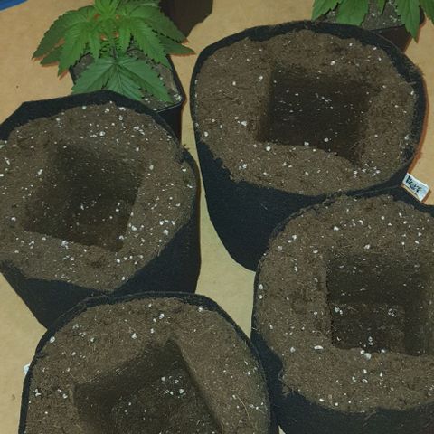Royal gorillia  growlog timeline photo