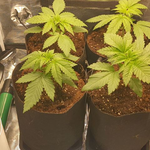 Royal gorillia  growlog timeline photo