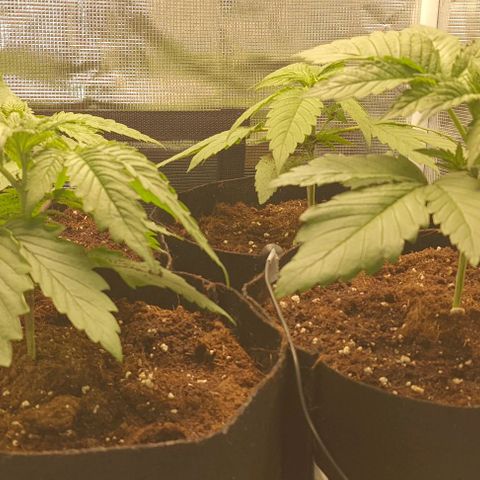 Royal gorillia  growlog timeline photo