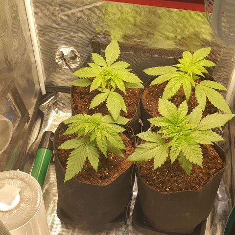 Royal gorillia  growlog timeline photo
