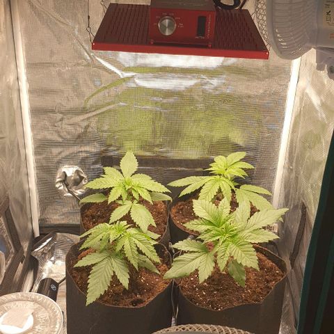 Royal gorillia  growlog timeline photo