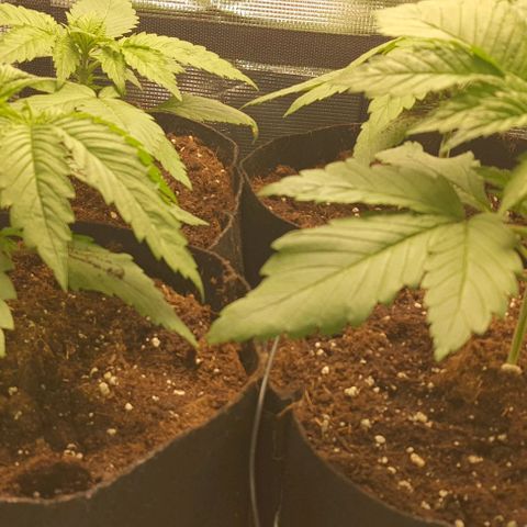 Royal gorillia  growlog timeline photo