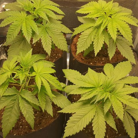 Royal gorillia  growlog timeline photo