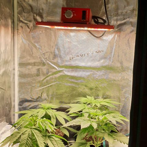 Royal gorillia  growlog timeline photo