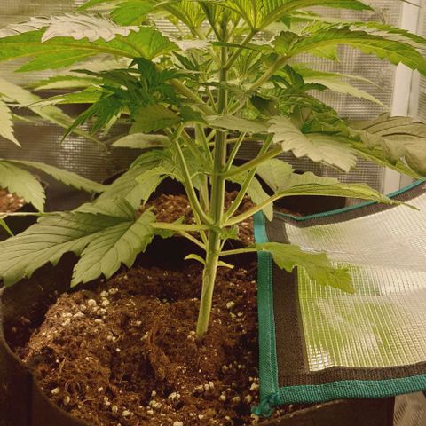 Royal gorillia  growlog timeline photo