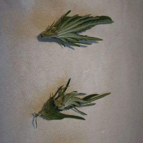 Royal gorillia  growlog photo: Toping