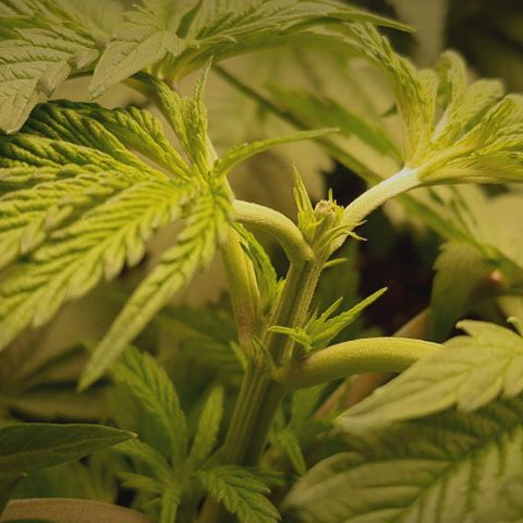 Royal gorillia  growlog photo: Toping