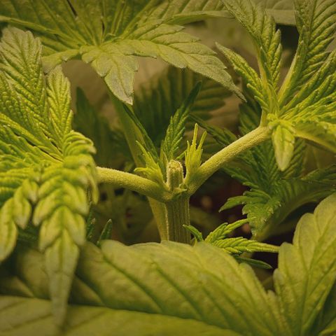 Royal gorillia  growlog photo: Toping