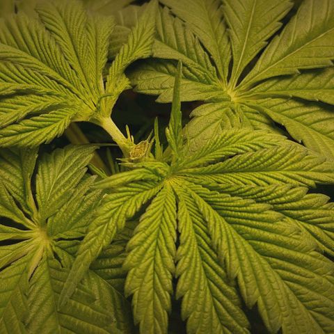 Royal gorillia  growlog photo: Toping