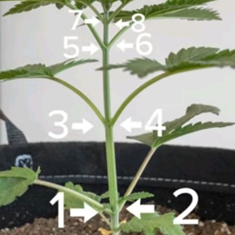 Royal gorillia  growlog photo: Toping